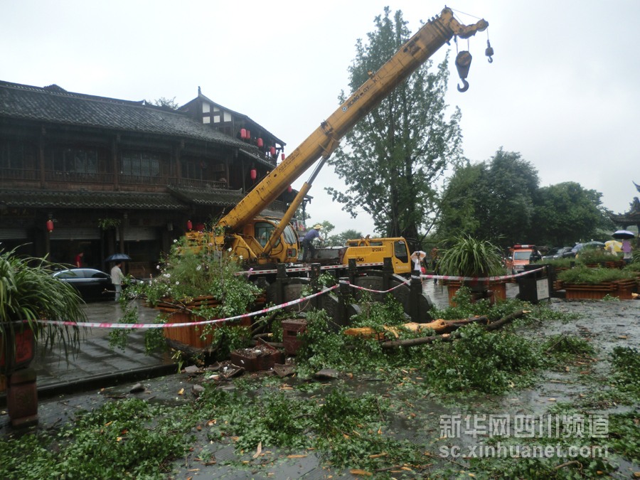 7月10日,崇州市街子古镇银杏广场一棵银杏树被