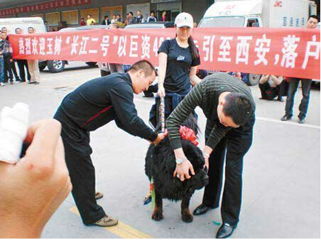 400万藏獒背后的秘密:户县蔡力牵手玉树让好獒强势登陆(图)