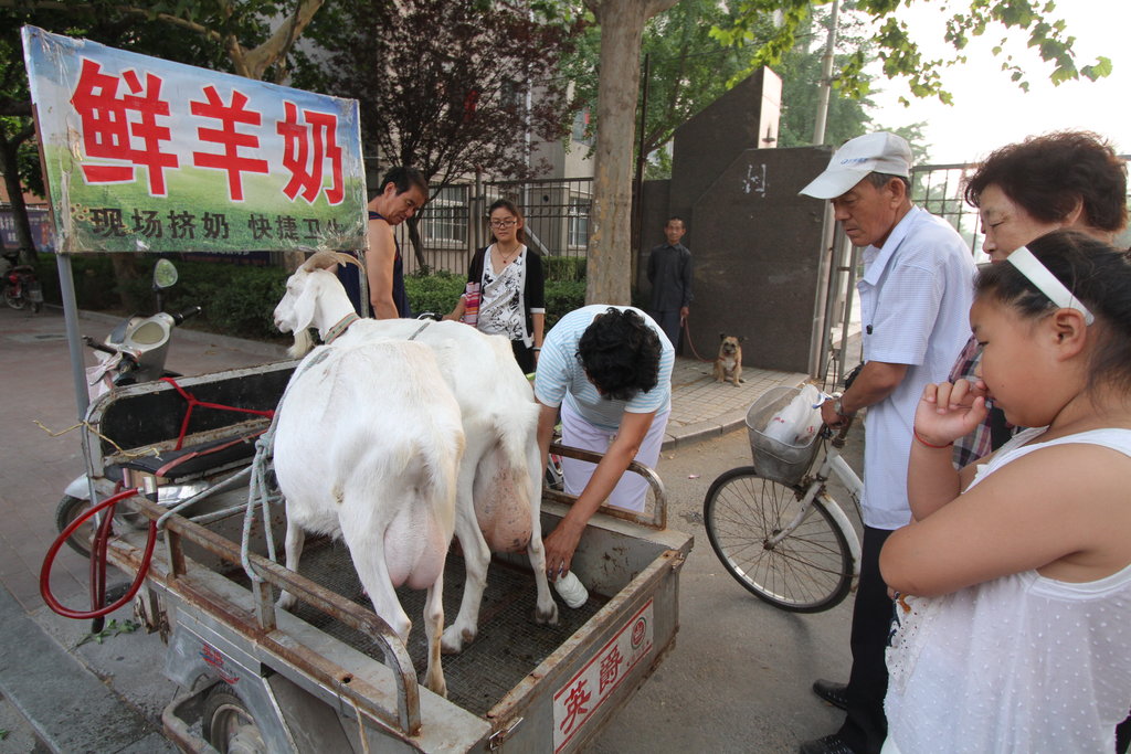 山东省繁华路段一老人现场挤羊奶现卖引围观(组图)