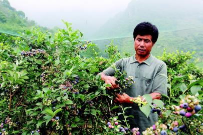 潘炳明:52岁开始种蓝莓(图)