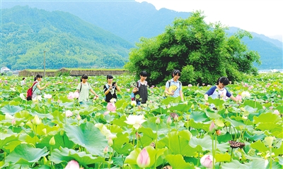 荷花盛放的季节,白莲之乡武夷山市五夫镇迎来第二届中国·五夫"荷花节