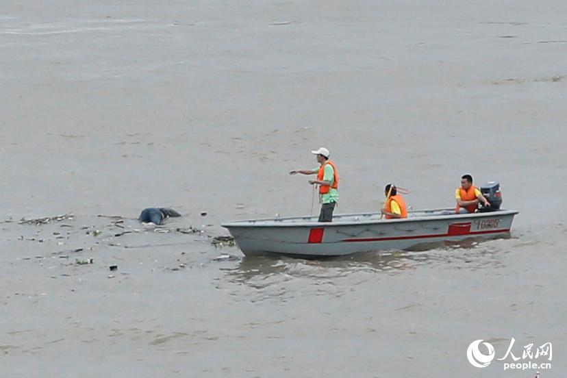 武汉渡江节横渡长江活动遭遇浮尸组图