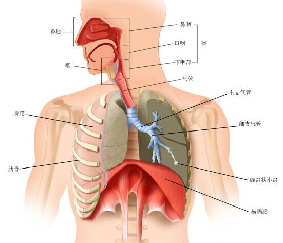 咽喉食道图