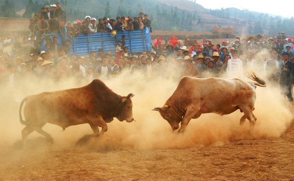 云南彝族最大的狂欢节火把节即将拉开序幕(组图),2014