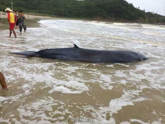 搁浅的虎头鲸体长约3米，重4吨