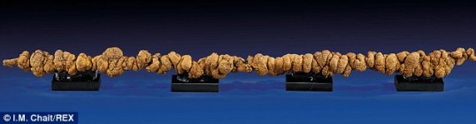 1米长恐龙粪便化石将拍卖，估价8000至1万美元。