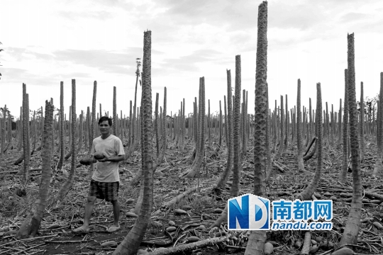 昨日，湛江雷州覃斗镇平乐村，300多亩木瓜树在台风中全被“剃头”，木瓜掉满一地。南都记者 高贵彬 摄