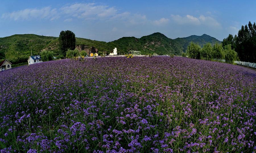 这是北京密云县太师屯镇"人间花海"景区内盛开的鲜花(7月20日