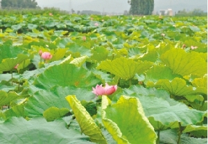 盛夏相约白水塘 与友同乐三岔河(图)