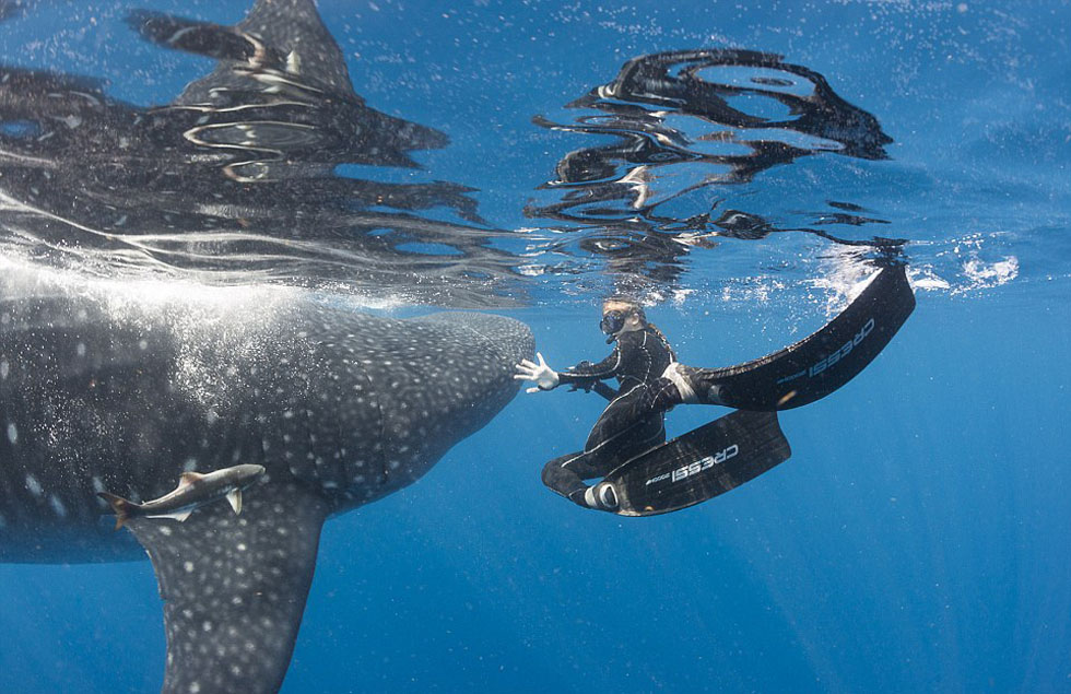 比利时摄影师水下和巨型鲸鲨亲密接触(高清组图)-搜狐滚动
