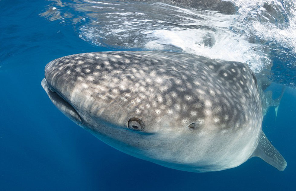 比利时摄影师水下和巨型鲸鲨亲密接触(高清组图)-搜狐滚动