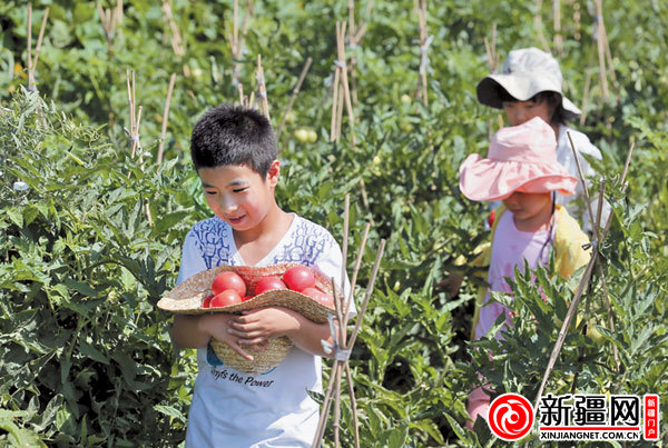 近郊游 摘菜忙(图)