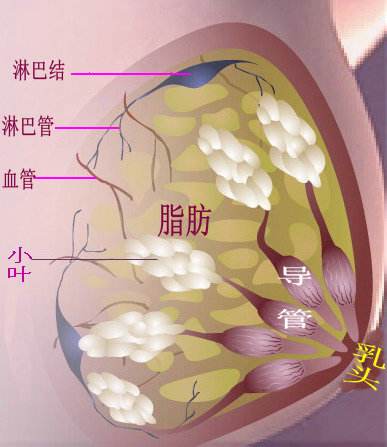 正常乳房内都是"软软"的肉,摸起来没有"硬块" 返回搜