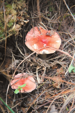 盛夏 佛顶峰山腰采菌子(组图)苍山上常见的一种毒菌,红头菌.