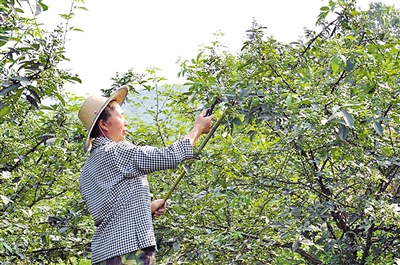 花椒大涨价吃火锅会不会多花钱图