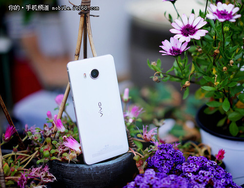 vivo
