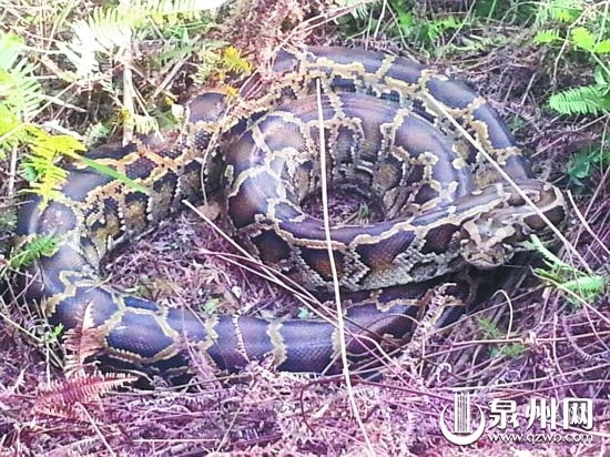 安溪一大蟒蛇勒死30斤重山羊 频繁出没或为过冬