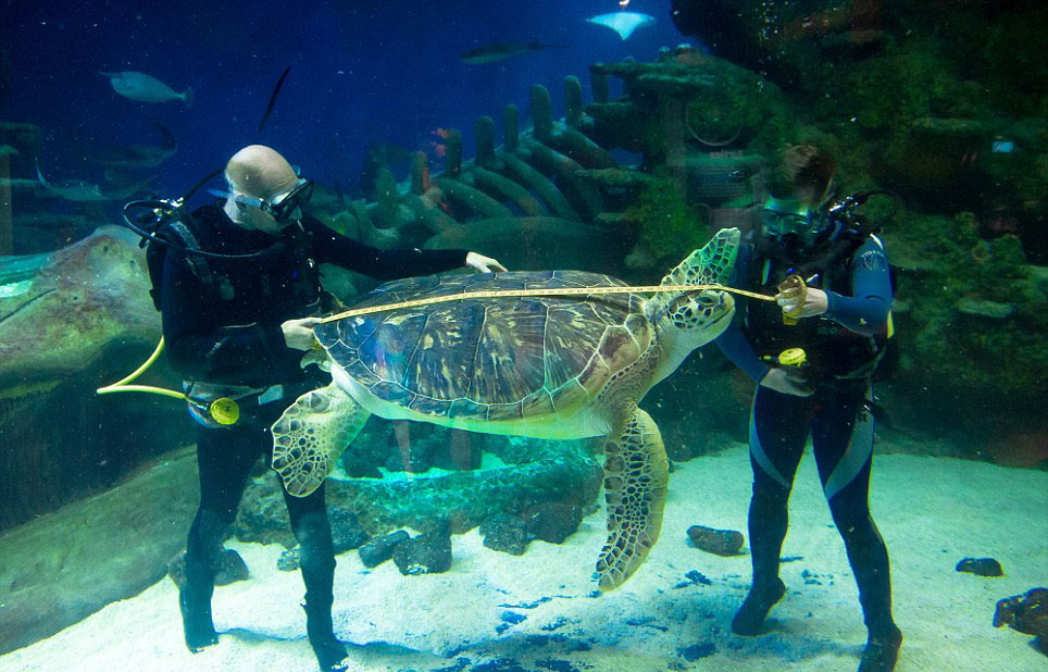 英国伦敦水族馆的工作人员开始对馆内6600多种动物进行健康体检网页