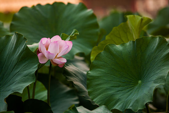 古时,荷花又称芙蓉,芙蕖,它在避暑山庄内的栽植古已有之,清康熙,乾隆