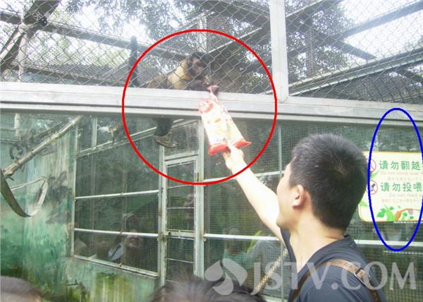 伤不起:动物园猴子遭游客疯狂投喂 肚大腰圆不