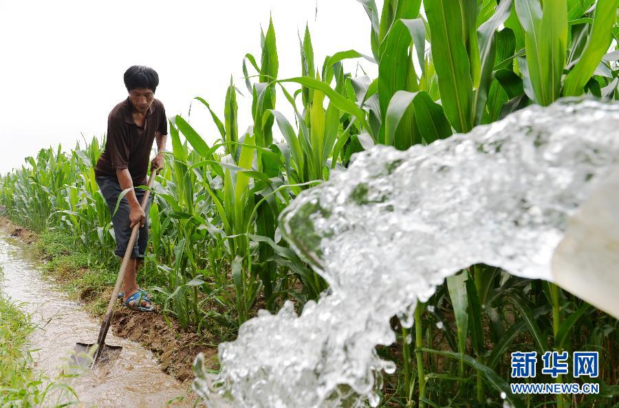 在河北省望都县安庄村,一位农民在田地里浇灌玉米作物