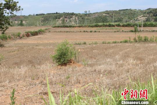 图为鲁山县磙子营乡玉米大面积干枯。 王旭辉 摄