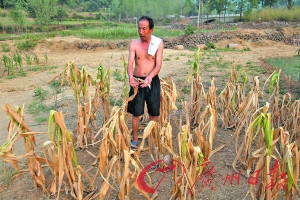 河南干旱中亟需灌溉的农作物。图/CFP