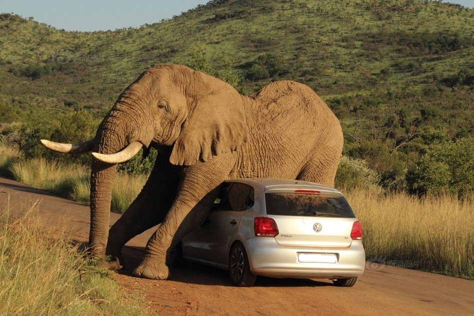 聪明大象拦路小轿车变痒痒挠 吓傻车内游客
