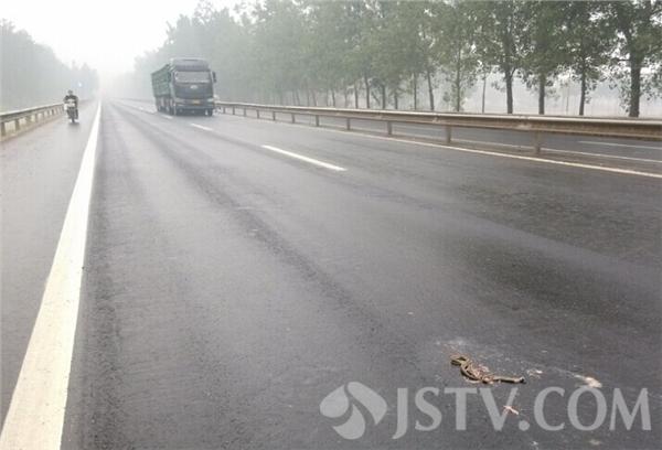 菜花蛇爬上公路遭碾压 热心路人伸援手帮解救