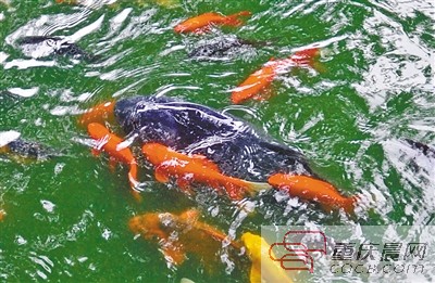 昨日,大渡口公园观赏鱼池内,在一群锦鲤的簇拥下,“莽子”(黑色)的个头显得格外突出。本组图/重庆晨报记者 甘侠义 摄