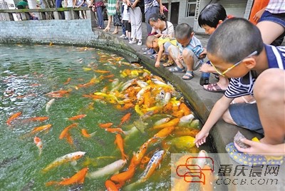 小朋友用鱼食喂养池内的观赏鱼。