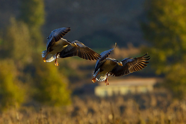 草海 在中国最美的高原湿地间人鸟齐欢