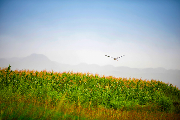 草海 在中国最美的高原湿地间人鸟齐欢
