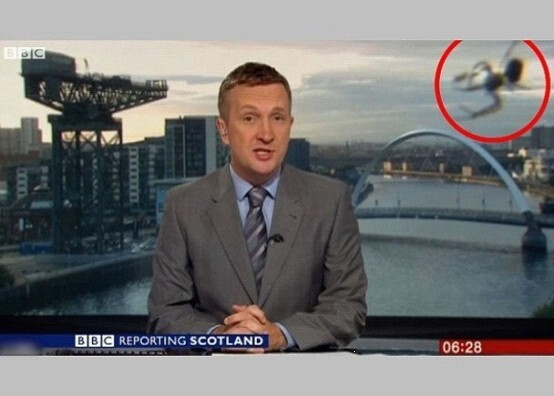BBC新闻直播时有一只蜘蛛“入侵”，并被电视画面直播出去。