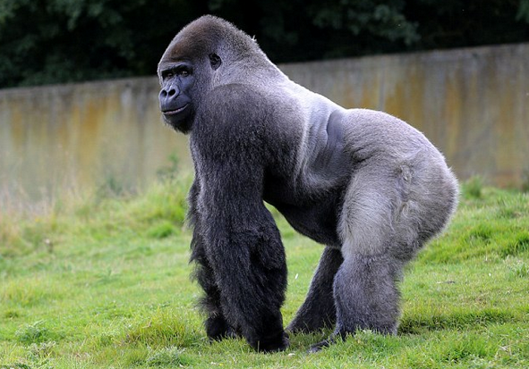 英国一大猩猩喜欢直立行走 获众多粉丝追捧(组图)-搜狐滚动