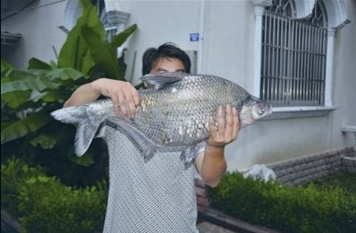 泰州男子河边钓起巨型野生鳊鱼王 重达八斤半