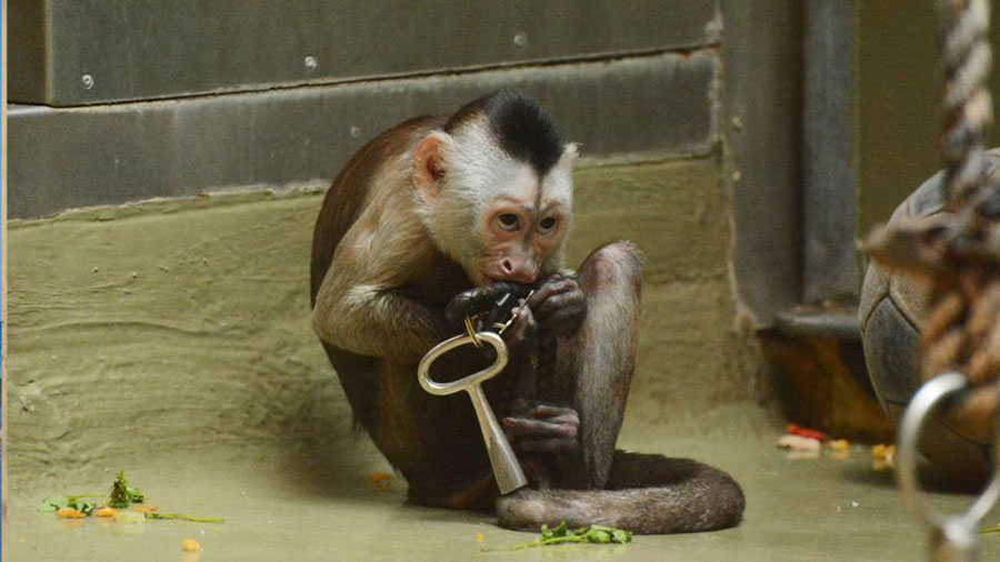 拿到钥匙后,卷尾猴用挑衅的眼神看着饲养员