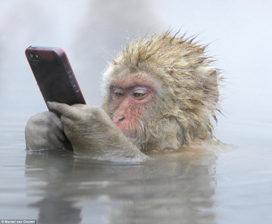 小猴子泡澡玩手机 野生动物摄影展现自然大观(组图)