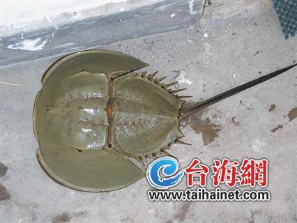 中国鲎