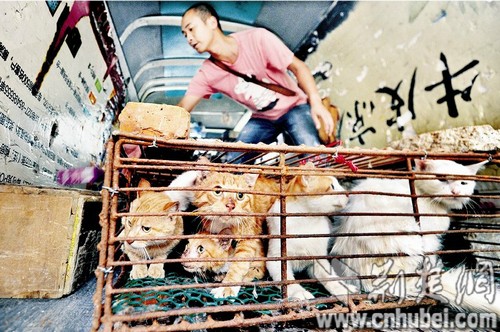 图为:志愿者转运被解救的小猫 记者黄士峰摄