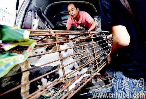 图为:志愿者将猫运走养护