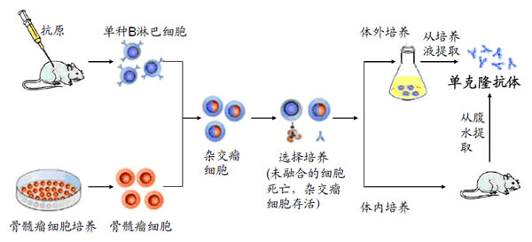 从抗埃博拉新药谈单克隆抗体