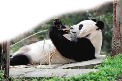 英国爱丁堡动物园中的大熊猫“甜甜”已经接近预产期，为了避免噪音影响生产，英民航局已经应动物园请求发出通知，要求航空飞行器在“甜甜”分娩哺乳期间避开动物园上空飞行。