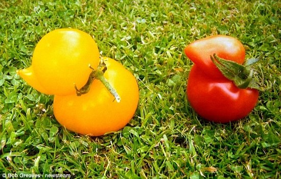 这两个一红一黄的西红柿酷似大黄鸭，由当地退休货车司机沃尔培植。沃尔热爱园艺，在家中后园建温室种植。
