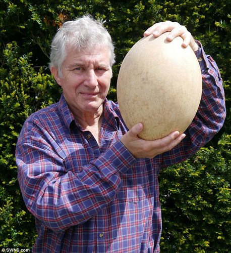 这个鸟蛋的体积相当于100个鸡蛋。