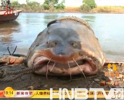长2.7米重537斤的大鳇鱼（视频截图）