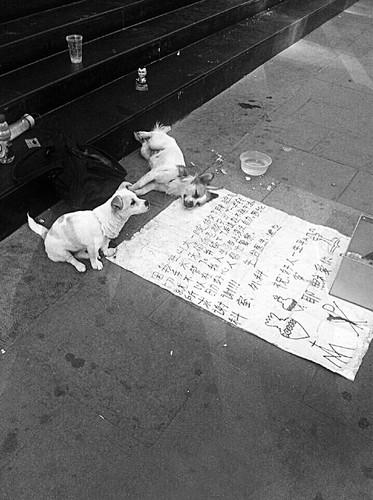 一张白底黑字的求助书，一个收钱的纸盒，而乞讨的是两条狗！