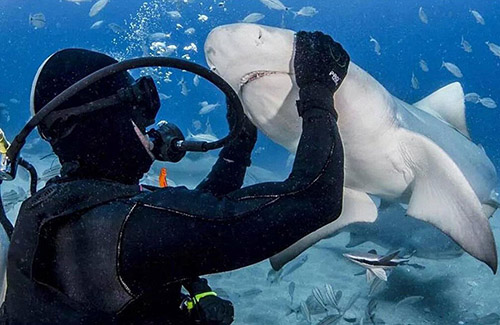 美国潜水者与凶猛虎鲨亲密接触 徒手喂食-搜狐户外