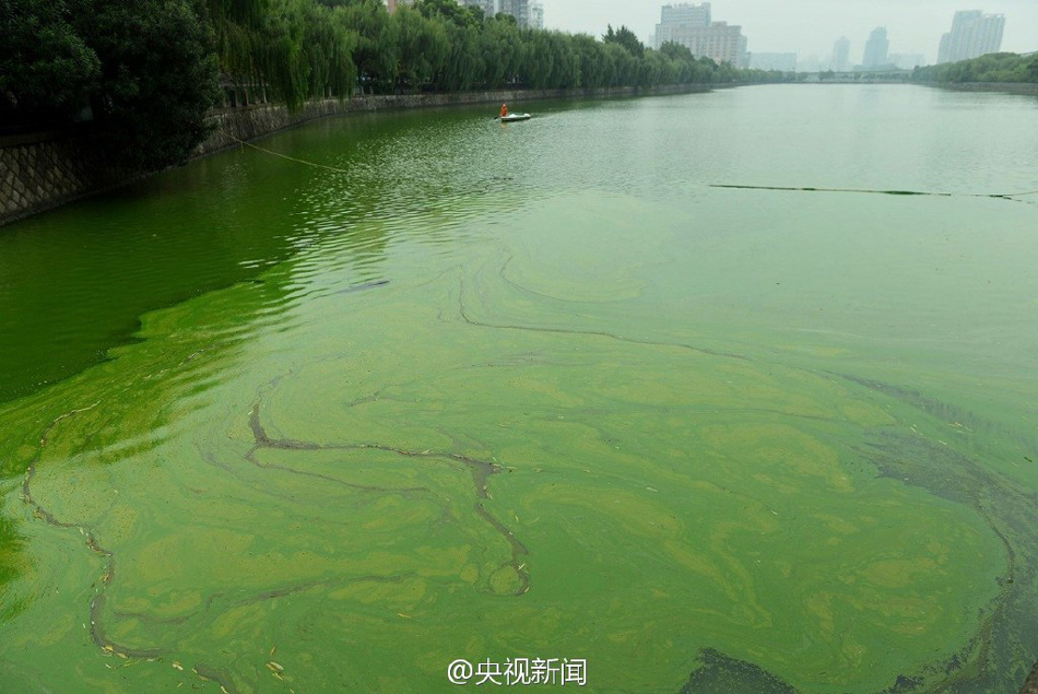 杭州贴沙河水域出现"蓝藻水华"现象