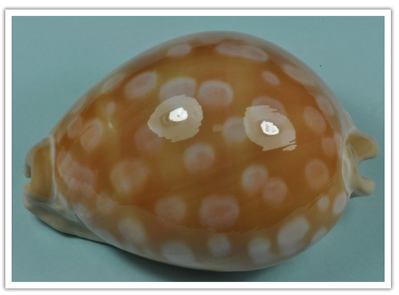 鼓浪屿贝壳梦幻世界贝壳珍藏数成世界之最